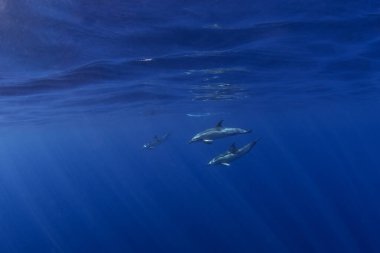 Azores adaları yakınlarında bir grup çizgili yunus. Zeki yunuslar kıyıya yakın yerlerde avlanıyor. Atlantik Okyanusu 'ndaki deniz yaşamı. 
