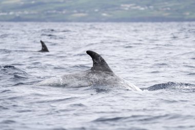 Risso's dolphin are breathing on the surface. Dolphins around Azores islands. Rare group of dolphins near the surface. clipart