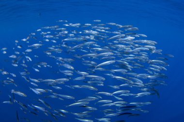 Yüzeye yakın sardalya topları. Büyük balık sürüleri. Okyanustaki sıradan balıklar yiyecek arıyor.. 