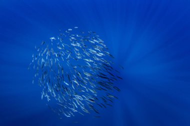 Ball of sardines near the surface.Small fish in huge shoal.  Common fish in the ocean are looking for food.  clipart