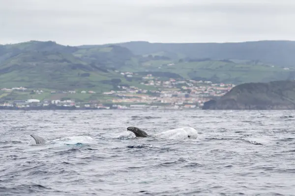 stock image Risso's dolphin are breathing on the surface. Dolphins around Azores islands. Rare group of dolphins near the surface.