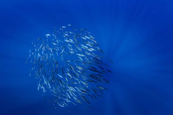 stock image Ball of sardines near the surface.Small fish in huge shoal.  Common fish in the ocean are looking for food. 