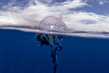 Azores adaları yakınlarında Portekizli bir savaş adamı. Tehlikeli denizanaları yüzeyde yüzüyorlar. Yüzeyinde kesesi ve uzun dokunaçları olan bir Çnidaryalı..