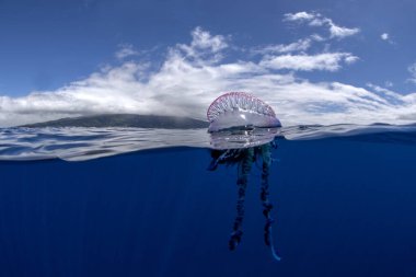 Azores adaları yakınlarında Portekizli bir savaş adamı. Tehlikeli denizanaları yüzeyde yüzüyorlar. Yüzeyinde kesesi ve uzun dokunaçları olan bir Çnidaryalı..