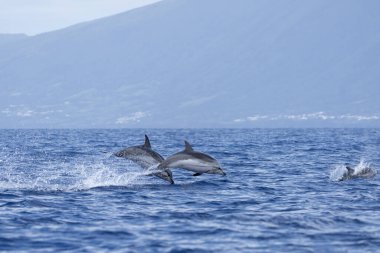 Azores adaları yakınlarında bir grup çizgili yunus. Zeki yunuslar kıyıya yakın yerlerde avlanıyor. Atlantik Okyanusu 'ndaki deniz yaşamı. 