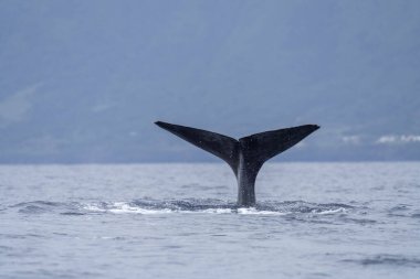 Sperm balinası yüzeyde kalır. Azores adalarında balina izliyor. Dünyadaki en büyük dişli yırtıcı..