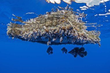 Atlantic wreckfish under the garbage. Wrackbarsch fish are hiding under the rubbish on the surface of ocean. Marine life around Azores islands. clipart