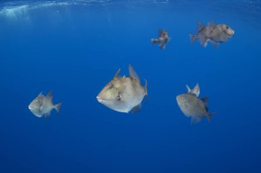 Açık denizdeki gri tetikleyici balıklar. Yüzeye yakın bir yerde balık sürüsü. Azores adaları çevresinde deniz yaşamı. 
