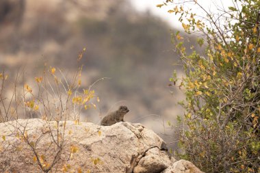 Taş hrax taşın üstünde dinleniyor. Kruger Ulusal Parkı 'nda safari sırasında Dassie. 