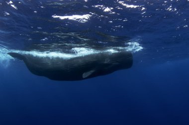 Sperm whale near the surface. Diving with whales. The biggest teeth animal on the Earth. clipart