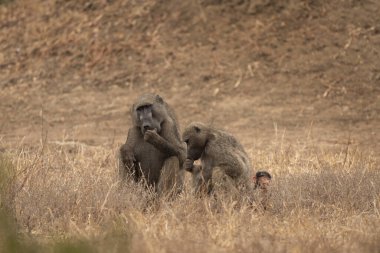 Chacma babunları çayırda. Kruger Ulusal Parkı 'nda safari sırasında babun. Afrika 'da yaşayan sıradan maymunlar. Otoparktan bir şeyler çalan maymunlar..