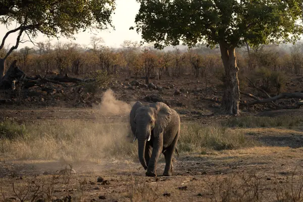 stock image African elephant in the dry bushes. Elephant during safari in Kruger national park.