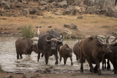 Su barajının yanında bufalolar var. Kruger Ulusal Parkı 'ndaki safari sırasında buffalolar. Afrika düzlükleri için tipik bir hayvan.