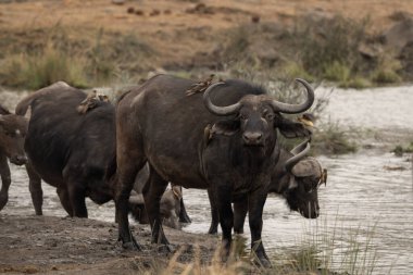 Su barajının yanında bufalolar var. Kruger Ulusal Parkı 'ndaki safari sırasında buffalolar. Afrika düzlükleri için tipik bir hayvan.