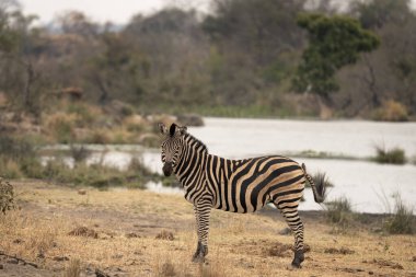 Su barajının yakınında zebralar var. Kruger Ulusal Parkı 'nda safari sırasında zebralar. Afrika düzlükleri için tipik bir hayvan.