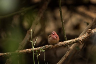 Jameson  firefinch is sitting on the branch in Kruger national park.  Safari in South Africa. Small red bird with green back.  clipart