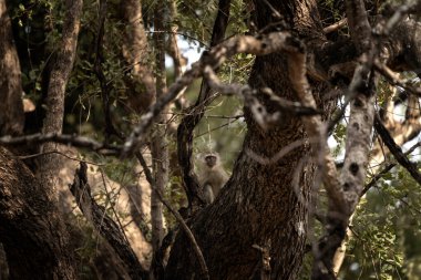 Vervet monkey is hiding on the tree. Vervet during safari in Kruger national park. Small grey monkey living in africa. Monkeys who often steal things on the parking sites. clipart