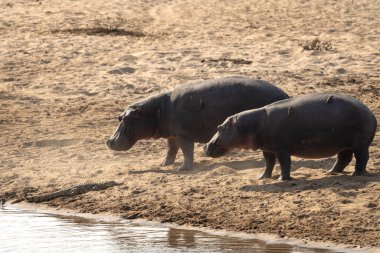 Nehir kıyısındaki su aygırı. Kruger Ulusal Parkı 'ndaki safari sırasında su aygırı. Su aygırları timsahlarla etkileşim halindedir..