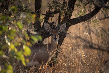 Steenbok çimlerin üzerinde duruyor. Kruger Ulusal Parkı 'ndaki safari sırasında Steenbok. Afrika 'da yaşayan küçük antiloplar..