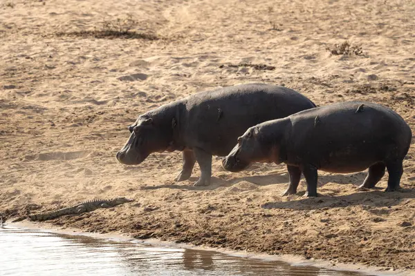 stock image Hippopotamus on the river bank. Hippo during safari in Kruger national park. Hippo are interact with croc.