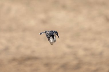 Pied Kingfisher avlanıyor. Afrika 'da Safari. Afrika 'daki safari sırasında Kingfisher. Afrika 'da yaygın bir balıkçı.