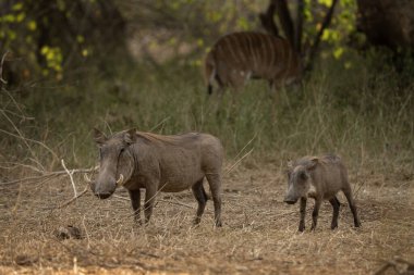Ormandaki yaban domuzu ailesi. Kruger Ulusal Parkı 'ndaki Phacochoerus. Afrika 'da sık rastlanan bir domuz.