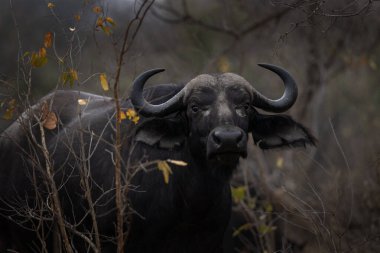 Herd of African buffaloes in the forest. One of the most dangerous animal in Africa. Group of buffaloes during day. Safari in Africa. clipart