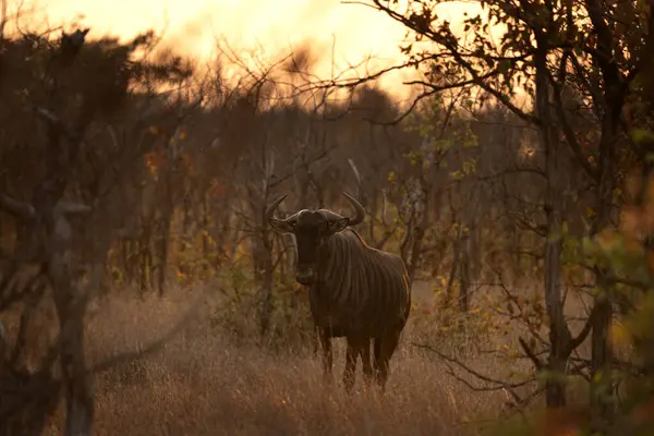 stock image Blue wildebeest during sunset in Kruger national park. Wildebeest in the bushes. Safari in Kruger national park.