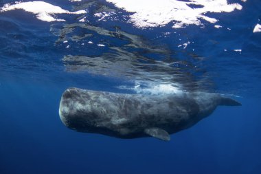 Yüzeye yakın bir yerde ilginç bir sperm balinası. Balinalarla dalış. Vahşi hayatta ilginç bir hayvan. 
