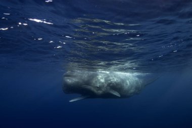 Sperm balinası açık ağızla yüzeye yakın yüzüyor. Kocaman bir balinayla karşılaşmak. Hint okyanusunda deniz yaşamı. 