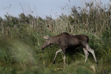 Moose çayırda yürüyor. Çimlerin üzerinde çiftleşirken dişi geyik. Polonya 'da vahşi yaşam. 