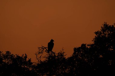 Güneş doğarken Kruger Ulusal Parkı 'ndaki ağacın tepesinde kahverengi yılan kartalı. Güneş doğarken kartal şekli. Turuncu arka planda sakin bir savaş kartalı.