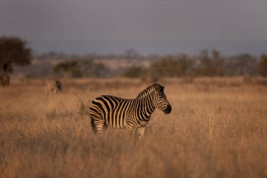 Zebralar Kruger Ulusal Parkı 'nda. Gün batımında zebralar. Afrika 'da Safari. Doğada Hayvanlar. 