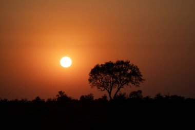 Kruger Ulusal Parkı 'nda günbatımı. Afrika 'da romantik zamanlar. Gün batımında ağaç şekli. 