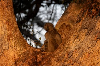 Babunlar Kruger Ulusal Parkı 'ndaki şubede dinleniyorlar. Güney Afrika 'daki safari sırasında bir grup primat. Afrika 'da gündoğumunda sık rastlanan maymunlar.