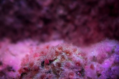 Cape Town akvaryumunda çilek şakayığı. Afrika kıyılarında deniz yaşamı. Altta Corynactis Calinica kolonisi. 