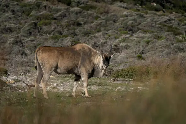 Ümit Burnu Milli Parkı 'nda sıradan bir arazi. Eland çalıların arasında dinleniyor. Afrika 'daki en büyük antilop..