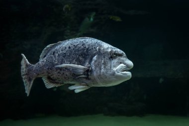 Cape Town akvaryumunda siyah musselcracker. Garip yüzlü balık. Cymatoceps Atlantik okyanusunda nasutus balığı.