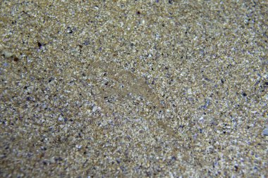 Cape Town akvaryumunda yalın bir balık. Afrika kıyılarında deniz yaşamı. Düz balık altta saklanıyor..