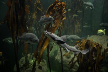 Spotted gully shark in the kelp forest. Triakis megalopterus in Two ocean aquarium in Cape Town. Sharptooth houndshark around coast line in South Africa.  clipart