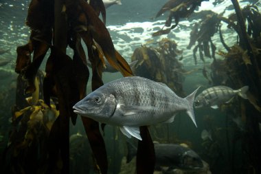 Beyaz steenbralar yosun ormanında balık tutuyor. Cape Town 'daki iki okyanus akvaryumunda litognathus lithognathus. Güney Afrika 'da kıyı şeridinde balık sürüsü. 