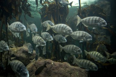 Rhabdosargus globiceps fish in the kelp forest. White stumpnose in Two ocean aquarium in Cape Town. Shoal of fish in coast line in South Africa. 