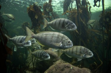 Rhabdosargus globiceps fish in the kelp forest. White stumpnose in Two ocean aquarium in Cape Town. Shoal of fish in coast line in South Africa. 