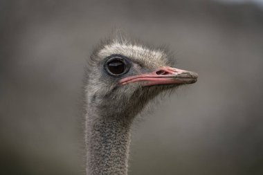 Çayırda sıradan bir devekuşu. Güney Afrika 'da devekuşları. Afrika 'da Safari. 