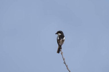 Fiscal shrike is sitting on the branch in the african's park. Lanius collaris is looking for food. African wildlife. Black and white bird on the branch.  clipart