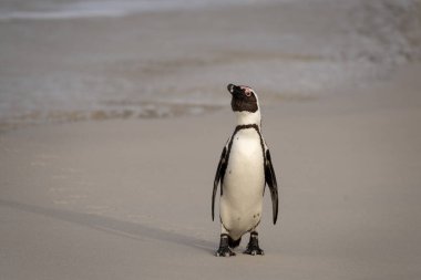 Boulders plajındaki Afrika pengueni. Afrika 'da nesli tükenmekte olan penguen türleri. Komik penguenler dalgalarda oynuyor. 