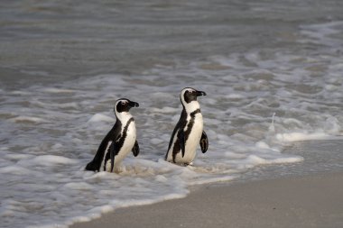 Boulders plajındaki Afrika pengueni. Afrika 'da nesli tükenmekte olan penguen türleri. Komik penguenler dalgalarda oynuyor. 