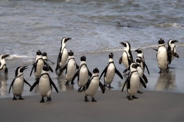 Boulders plajındaki Afrika pengueni. Afrika 'da nesli tükenmekte olan penguen türleri. Komik penguenler dalgalarda oynuyor. 