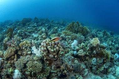 Kara Şahin Balığı Mısır 'daki mercanların üzerinde dinleniyor. Kızıl Deniz 'deki dalış sırasında paraşütçüler. Mercan resifinde bol miktarda deniz yaşamı var.. 