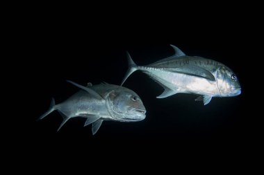 Dev trevaller küçük balık sürülerini avlıyorlar. Mısır 'da gece dalışı sırasında Caranx ignobilis okulu. Kızıl Deniz 'de gümüş yırtıcı balık. 